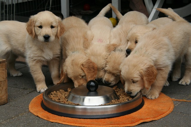 Golden retriever puppies for sale in the USA