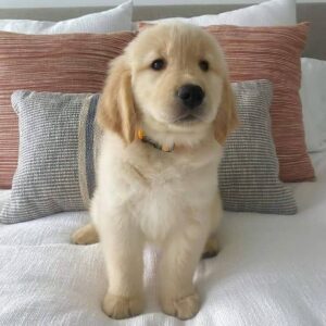 Male golden retriever for sale