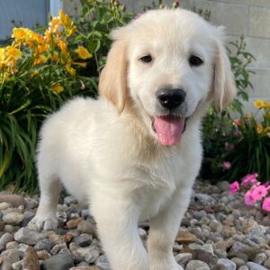 male golden retriever for sale