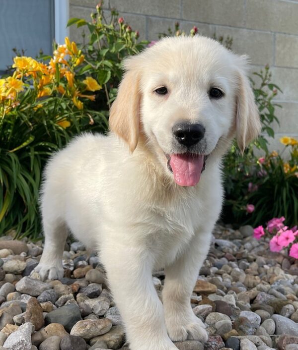 male golden retriever for sale