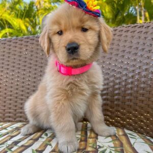 female golden retriever for sale