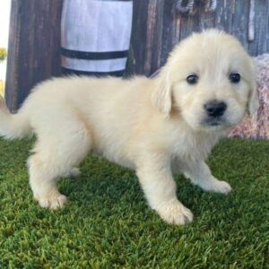 male golden retriever for sale